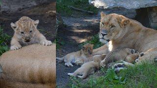 Lioness JJ and her 3 WEEKS old LION CUBS 