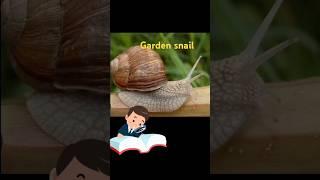 Garden snail #nikitalearning #science