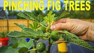 When Why And How To Pinching Fig Trees To Force Early Fruiting