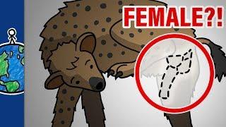 Why Do Female Hyenas Have Pseudo-Penises?