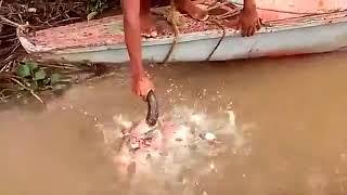 Feeding Piranhas with Cow Head