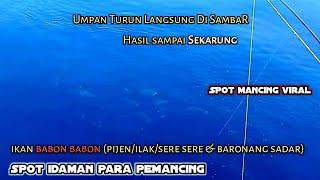 Hasil sekarung‼️ikan pada nongol nungguin umpan jatuh  mancing di spot viral dermaga banyuwangi