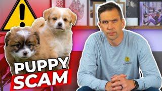 Watch Out For Puppy Scammers