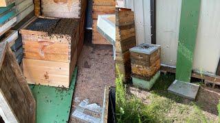 Massive Swarm Moved Into the Bee Shed…So I’m Putting Them to Work 