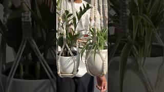 Amazon collaborates Link in description #houseplantdecor #houseplant #indoorplants #home