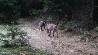 Eurasian lynx and wolf encounter sequence of camera trap photos