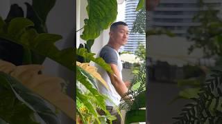 Balcony Garden Paradise  Trailer