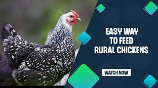 How To Feed Chickenks From You Own LandThe Easy Way