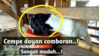 Melatih cempe agar doyan comboran  Mudah..