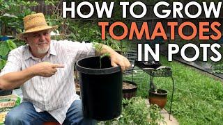 How to Grow TOMATOES in Pots  Black Gumbo