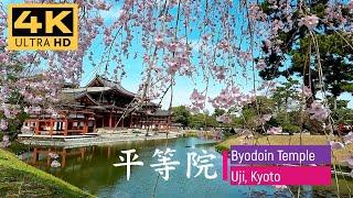 Byodoin Temple Kyoto  平等院鳳凰堂  Japan Temple【4K】