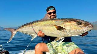 Giant Amberjack Influx Started in Antalya