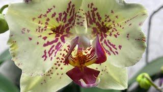 Зацветают орхидеи