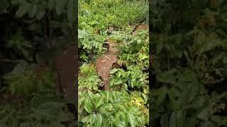 Kelengkeng matalada masih kecil sudah berbunga dan berbuah WAW AMAZING BOSKU