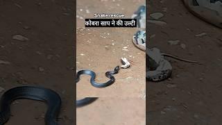 Cobra snake rescue #cobra #snake #rescue #forestguard #kalyansinghmehra #wildlife #forest #police
