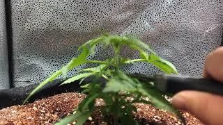How to Top a Cannabis Plant