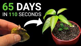 Growing two mango trees from one seed. A spectacular time lapse