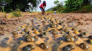 wow wow unique catching strange snails & pick a lots of clams in dry field near village