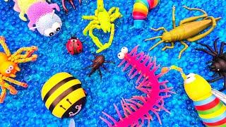 Learn Bugs Insects Names Centipede Bee Dragonfly  Orbeez Water Beads