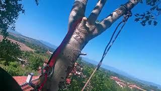 Триглава змия за рязане Стара Загора - арборист  remove birch wood - arborist