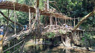 Living Roots Bridge Meghalaya #shorts #northeastindia #incredibleindia