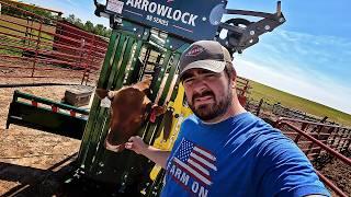 Semen Testing Bulls  New Arrowlock 88 Series Chute