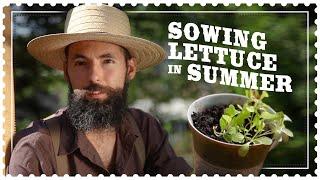 Growing Lettuce in Hot Weather