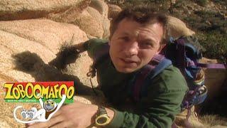  Zoboomafoo 110 - Climbing  HD  Full Episode  