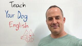 How To Teach Your Dog English