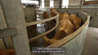 Managing Farm Safety and Health Video Series - Livestock Handling