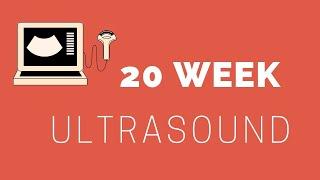 20 Week Fetal Ultrasound - Baby Anatomy Scan from a Radiologist