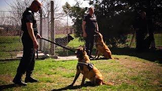 Police K9 Dogs Unit Open Day 2017 Bulgaria - СПС Пловдив - Police Dogs Demonstration Training