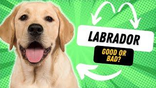 WHATS THE TEMPERAMENT OF A LABRADOR