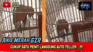 Anis merah  Cukup satu menit langsung auto teler... bersama GZR team