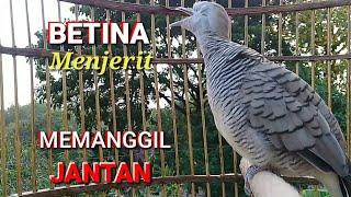 Perkutut Betina memanggil JANTAN - The female turtle dove calls the MALE