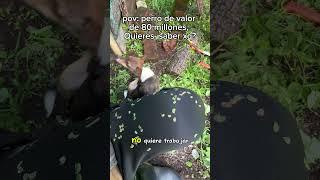 Perfecto perro para el campo #viral @YouTubeLatam #shorts