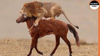 Can Horse Overpower a Lion ?