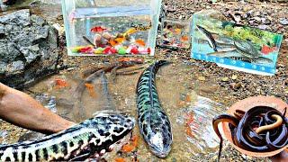 Catch big eels toman fish ornamental fish koi fish goldfish glofish catfish snakehead fish