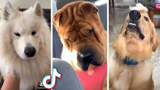 The Funniest Dogs on TikTok ️