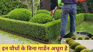 Top 10 hedge plants  hedge plants for garden in India  tips and tricks for perfect hedging