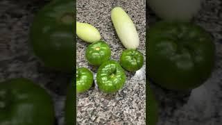 Harvesting my Honey Cucumbers and tomatoes