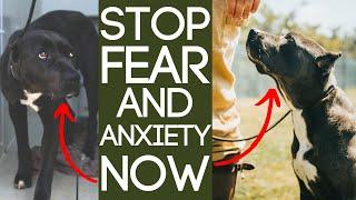 How To Stop Dog Fear And Anxiety