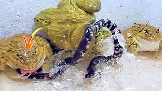 Wow Asian Bullfrog With Big Poisonous Water Snake
