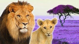 Big Cats for Kids - Animals for Kids - Lion Tiger Leopard Jaguar and more