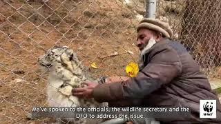 Meet Lolly The Incredible Snow Leopard of Naltar Valley Gilgit-Baltistan