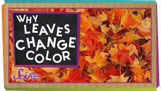 Why Do Leaves Change Colors in the Fall?  Biology for Kids  SciShow Kids