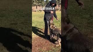 Köpek yavrusu alırken söylenen yalanlar neler? En iyi alman çoban köpeği yavrusu #short #gsd