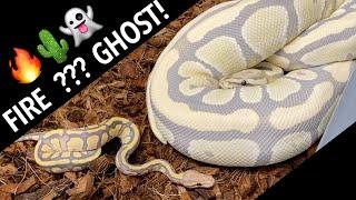 So THAT is what Desert Ghost does + When to QUIT your job to work with reptiles? vlog 40