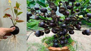 Great Technique for Grafting Mangosteen Fruit To Mangosteen Tree growing mangosteen tree