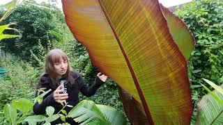 Ensete Maurelli - Haltung von Bananen im Garten